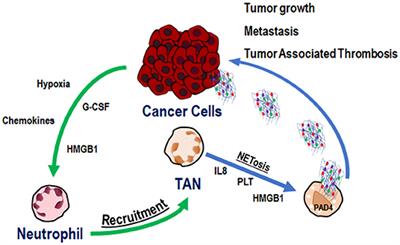 The Emerging Role of Neutrophil Extracellular Traps (NETs) in Tumor Progression and Metastasis